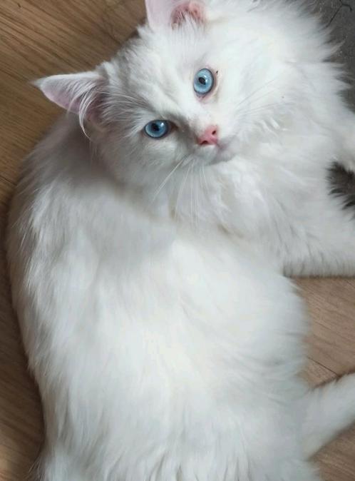 Lief white solid ragdoll kitten katertje, Dieren en Toebehoren, Katten en Kittens | Raskatten | Langhaar, Kater, Gechipt, Ontwormd