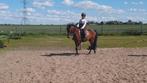 3 jarige D pony top karakter evt te ruil voor E pony, Dieren en Toebehoren, Merrie, Zadelmak, 3 tot 6 jaar
