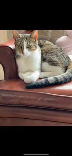 Kat zoekt huisje, Dieren en Toebehoren, Ophalen