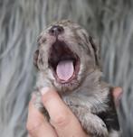 Pups geboren uit geteste ouders (boomer x poedel), Dieren en Toebehoren, 8 tot 15 weken, Meerdere, Meerdere dieren, Klein