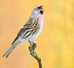 Gezocht Barmsijs man, Dieren en Toebehoren, Vogels | Kanaries, Mannelijk
