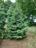 Te koop Omorika kerstbomen, Ophalen