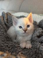 Chocolade tabby raszuivere Ragdoll (V), Dieren en Toebehoren, Katten en Kittens | Dekkaters, 0 tot 2 jaar