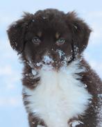 friese stabij X australische herder zoekt opnieuw een baasje, Dieren en Toebehoren, Honden | Retrievers, Spaniëls en Waterhonden