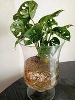 Monstera adansonii, Huis en Inrichting, Kamerplanten, Ophalen, Overige soorten, Minder dan 100 cm
