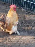 Cochin kriel hanen 2025 glad krul, Dieren en Toebehoren, Pluimvee, Mannelijk, Kip