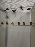 Kleine barmsijsen, Dieren en Toebehoren, Meerdere dieren, Wildzangvogel, Geringd