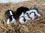 Hangoor Dwerg Konijnen, Dieren en Toebehoren, Konijnen, Meerdere dieren, Dwerg, Hangoor, 0 tot 2 jaar