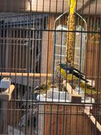 Mexico sijzen koppel te koop, Dieren en Toebehoren, Vogels | Overige Vogels, Meerdere dieren, Wildzangvogel, Geringd