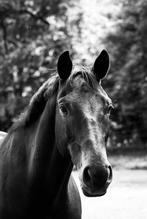 Fotoshoots met uw paard | paardenfotografie, Ophalen, Overige onderwerpen