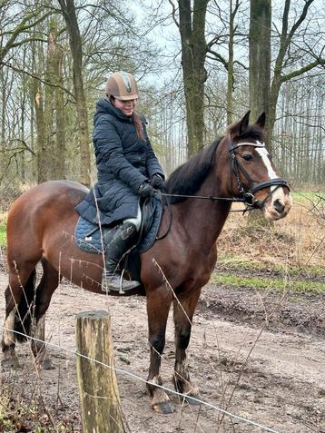Lieve D-pony (1.47 m) – Recreatiepony beschikbaar voor biedingen