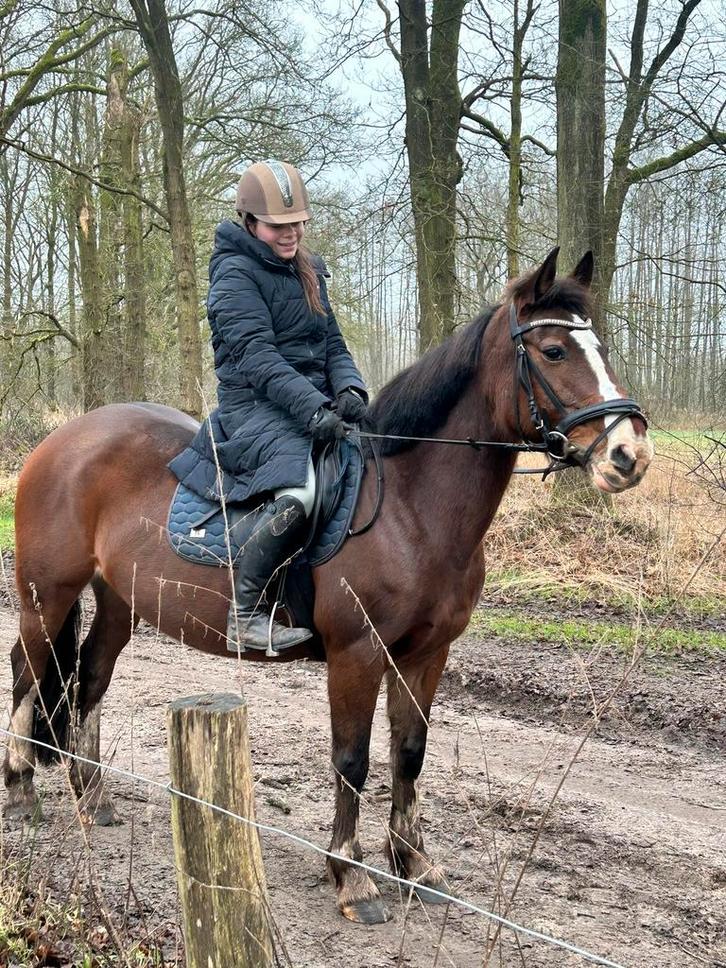Lieve D-pony (1.47 m) – Recreatiepony, Dieren en Toebehoren, Pony's, Merrie, Recreatiepony