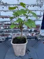 1 witte pitloze druiven struik,  vruchtenboom - zonder pit !, Minder dan 100 cm, Overige soorten, In pot, Ophalen of Verzenden