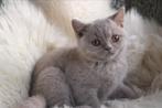 Brits korthaar kitten, Dieren en Toebehoren, Katten en Kittens | Raskatten | Korthaar, Meerdere dieren, Gechipt, 0 tot 2 jaar