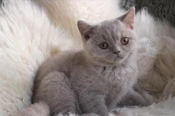 Brits korthaar kitten beschikbaar voor biedingen