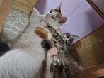 Lieve Europesekorthaar kittens. Ontwormd ontvlooid ingeënt, Dieren en Toebehoren, Meerdere dieren, Gechipt, 0 tot 2 jaar
