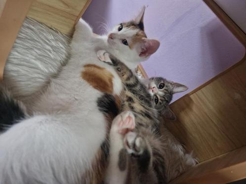 Lieve Europesekorthaar kittens. Ontwormd ontvlooid ingeënt, Dieren en Toebehoren, Katten en Kittens | Raskatten | Korthaar, Meerdere dieren