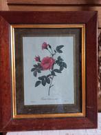 oude afbeelding rozen, Ophalen of Verzenden, Minder dan 50 cm, Schilderij, Minder dan 50 cm