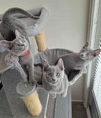 Blauwe rus kittens met stamboom, Dieren en Toebehoren, Met stamboom