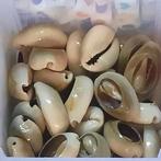 Kauri schelpen beige schelpjes rijgbaar shell beads zee sea, Nieuw, Tussenstuk of Tussenkraal, Verzenden