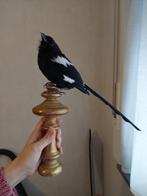 Eksterklauwier taxidermie, Ophalen of Verzenden, Vogel, Opgezet dier