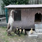 Indische loopeenden pullen, Dieren en Toebehoren, Ophalen of Verzenden, Overige typen