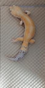 Diverse Luipaardgekko's, Dieren en Toebehoren, Reptielen en Amfibieën, Hagedis, Tam, 0 tot 2 jaar