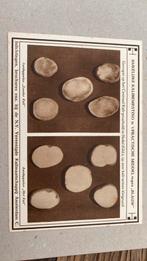 Hedel kali proefveld, Verzamelen, Ansichtkaarten | Nederland, Ophalen of Verzenden