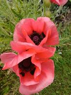 zaden grote papaver orientale roze (vaste plant), Verzenden, Voorjaar, Volle zon, Zaad