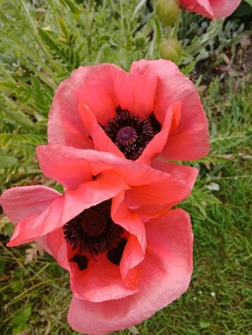 zaden grote papaver orientale roze (vaste plant) beschikbaar voor biedingen