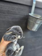 Franse hangoor RAM geënt, Dieren en Toebehoren, Mannelijk, Groot, Hangoor