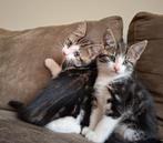 Lieve kittens te koop., Dieren en Toebehoren, Katten en Kittens | Raskatten | Korthaar
