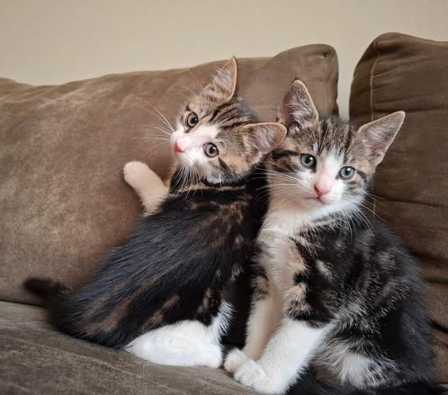 Lieve kittens te koop., Dieren en Toebehoren, Katten en Kittens | Raskatten | Korthaar