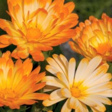 Zaden Calendula officinalis Oopsy Daisy beschikbaar voor biedingen