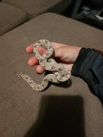 1.0 westerse haakneus, hognose, haak neus slang, Dieren en Toebehoren, Reptielen en Amfibieën, Slang, 3 tot 6 jaar
