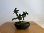 Chameacyparis obtusa sekka bonsai, Tuin en Terras, Planten | Bomen, Volle zon, Bloeit niet, Minder dan 100 cm, Overige soorten