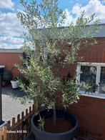 Olijve boom.  215 Hoog, Tuin en Terras, Planten | Bomen, Ophalen, Volle zon, Overige soorten