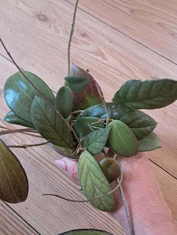 hoya stekken in één koop  beschikbaar voor biedingen