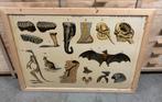 Oude schoolplaat - Dieren in hun omgeving, Ophalen, Natuur en Biologie