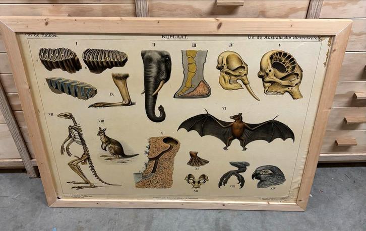 Oude schoolplaat - Dieren in hun omgeving, Antiek en Kunst, Antiek | Schoolplaten, Natuur en Biologie, Ophalen