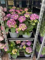 Hortensia - Tuinplanten -  Hortensia - KOOPJE, Ophalen, Zomer, Overige soorten, Halfschaduw