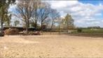 Stalling opfok ruin hengst trainingspaard gezocht, Dieren en Toebehoren, Stalling en Weidegang, Stalling, 1 paard of pony