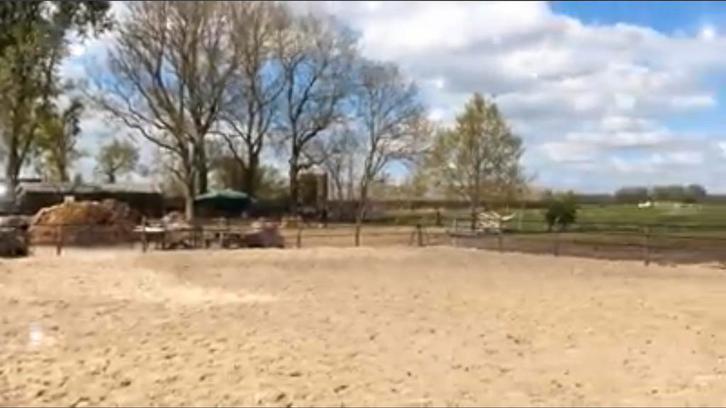 Stalling opfok ruin hengst trainingspaard gezocht, Dieren en Toebehoren, Stalling en Weidegang, Opfok, Stalling, 1 paard of pony