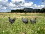 Jonge tamme Amrock kippen groot ras gesekst en ingeënt, Dieren en Toebehoren, Pluimvee, Vrouwelijk, Kip