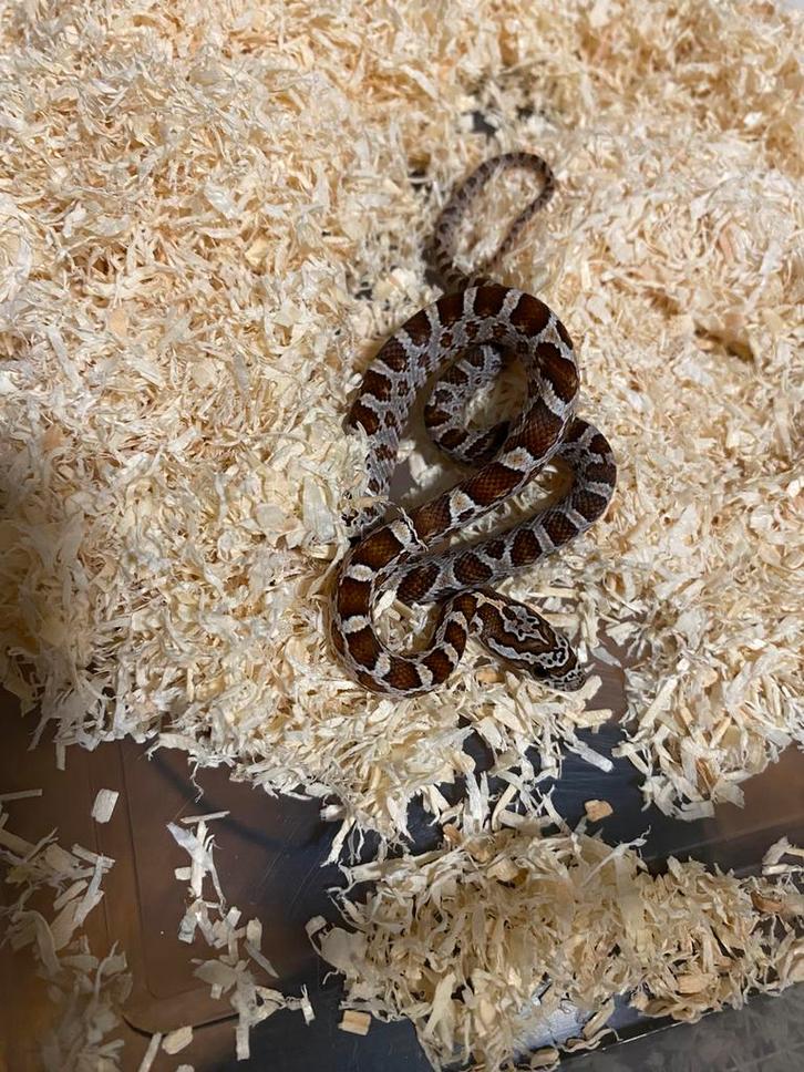 Korenslang 2025 normal het ultra / amel scaleless palmetto