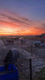 Pensioen stal, Dieren en Toebehoren, Stalling en Weidegang, Weidegang, 1 paard of pony