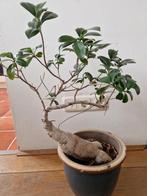 Leuk bonsai boompje, Huis en Inrichting, Kamerplanten, Ophalen of Verzenden
