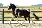 Bonte Barock Pinto jaarling hengst te koop, Dieren en Toebehoren, Paarden, Hengst, 0 tot 2 jaar