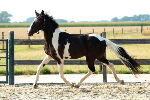 Bonte Barock Pinto jaarling hengst te koop, Dieren en Toebehoren, Paarden, Hengst, 0 tot 2 jaar