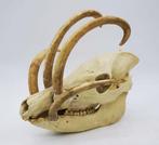 Replica schedel gouden babiroesa PREPARATENSHOP, Verzamelen, Ophalen of Verzenden, Zo goed als nieuw, Schedel